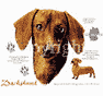 Dachshund (Chocolate) Dog History Tote
