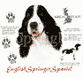 English Springer Spaniel Dog History Shirt