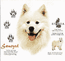 Samoyed Dog History Tote