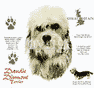 Dandie Dinmont Dog History Shirt