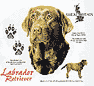 Labrador Retriever (Chocolate) Dog History Shirt