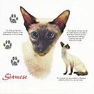 Siamese Cat History Tote