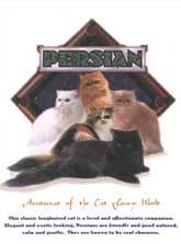 Persian Cat Crest